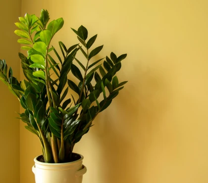 jak dbać o zamiokulkasa